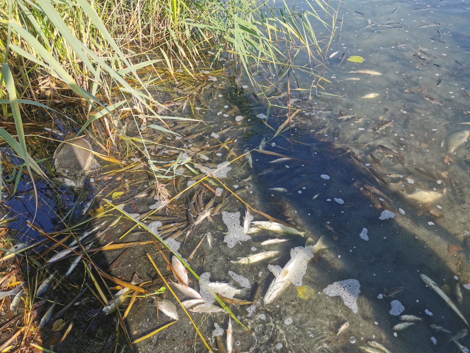 Sauerstoffmangel 2023